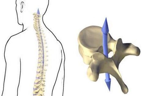 How the spine works